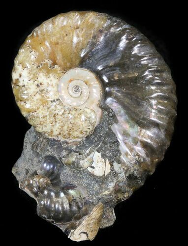 Hoploscaphites Ammonite - South Dakota #44042